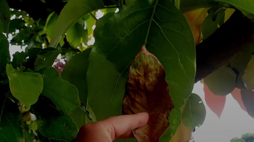 Remarkable Results in Avocado Trees with UNIQUE Products